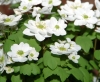Show product details for Anemonella thalictroides Snowflake